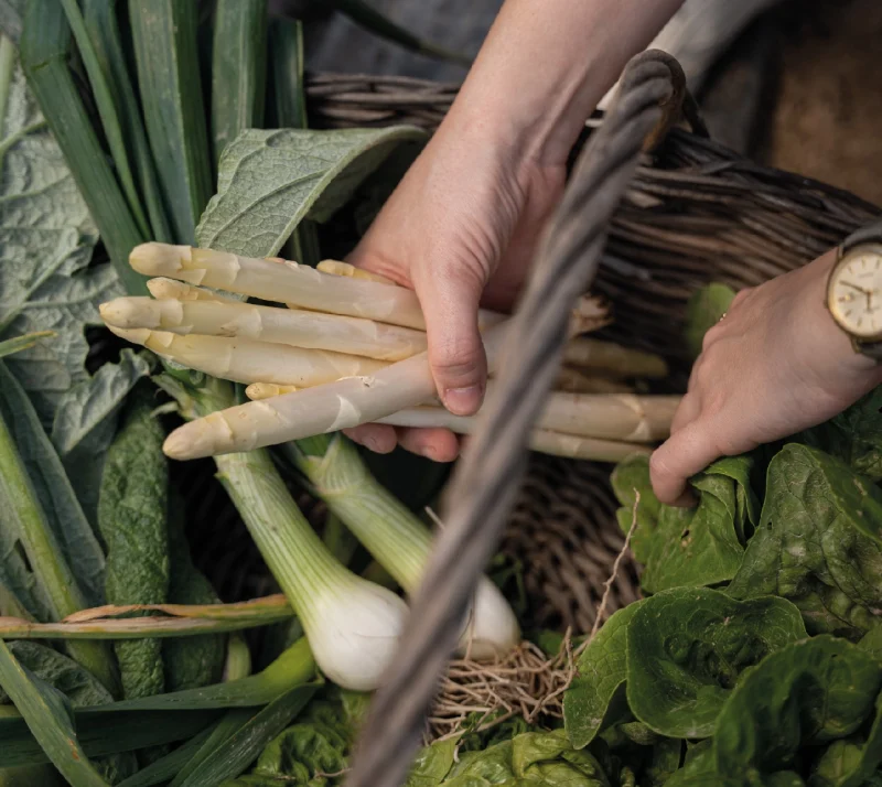 Huerta y Menú degustación El Choko de Remigio